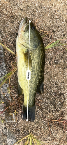 ブラックバスの釣果