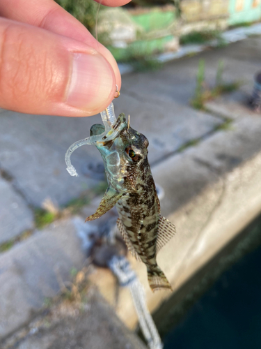 ハゼの釣果