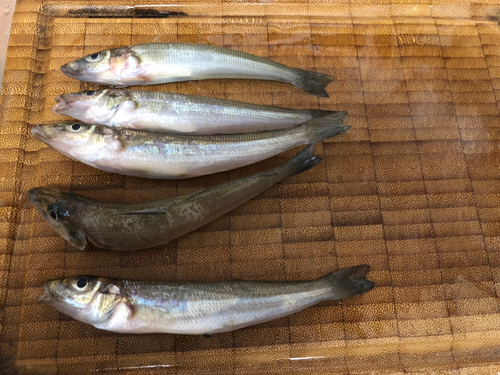 シロギスの釣果