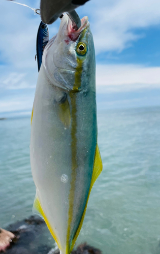 ワカシの釣果