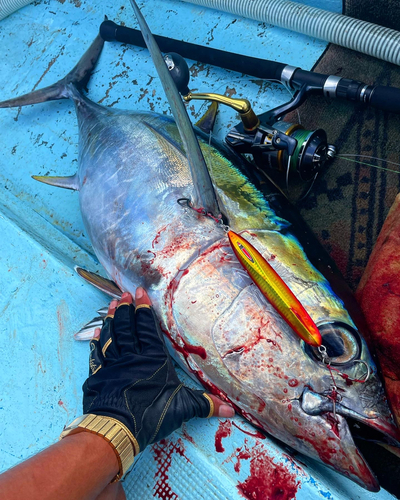 メバチマグロの釣果