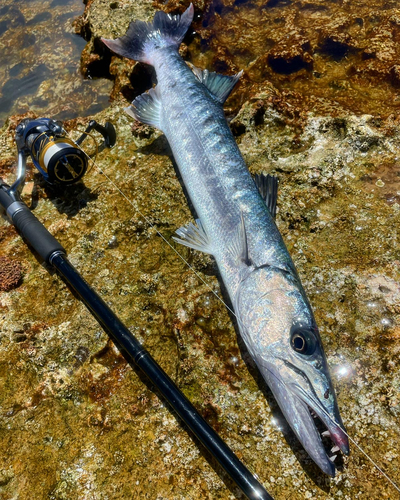 オニカマスの釣果