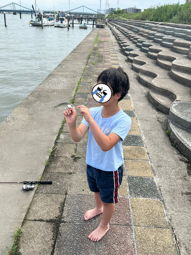 フッコ（ヒラスズキ）の釣果