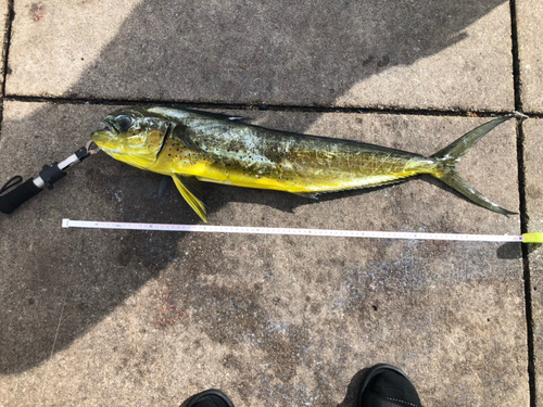 シイラの釣果