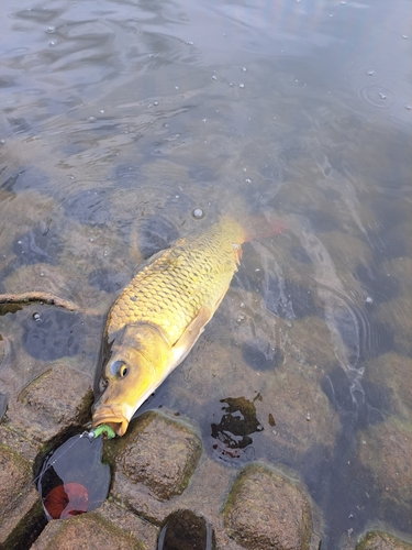 コイの釣果