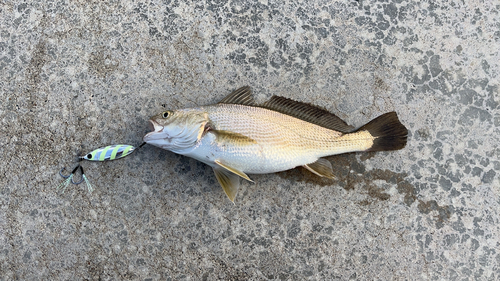 イシモチの釣果