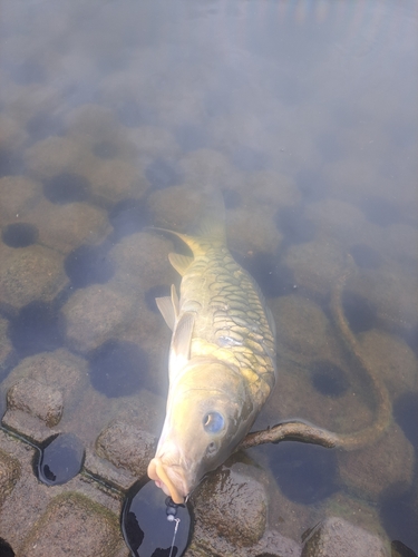 コイの釣果