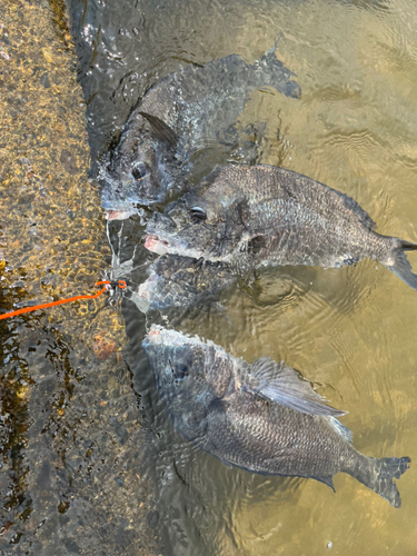 チヌの釣果