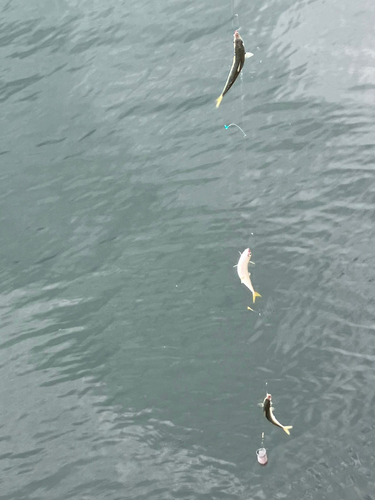 サバの釣果