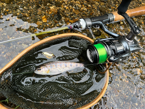 アマゴの釣果