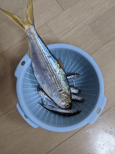 カタクチイワシの釣果