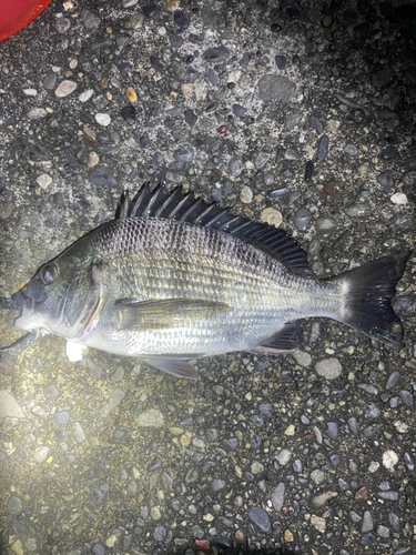 チヌの釣果