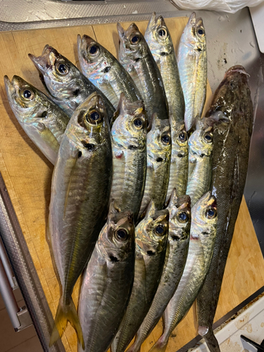 アジの釣果