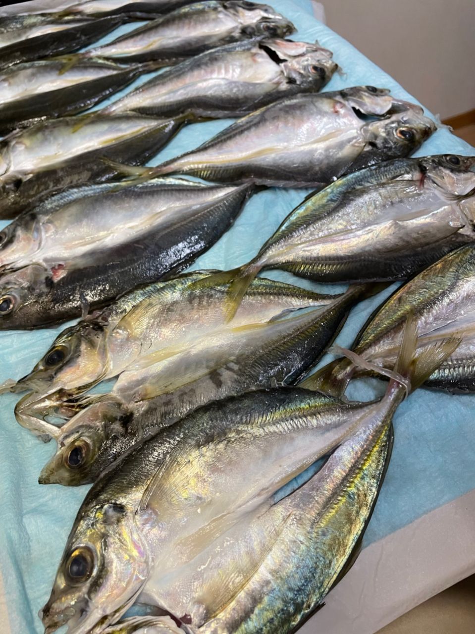 薩摩隼人さんの釣果 2枚目の画像