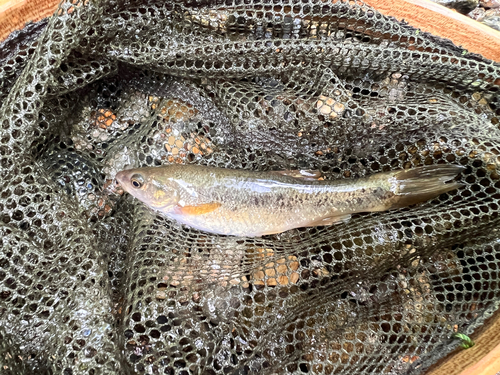 アブラハヤの釣果