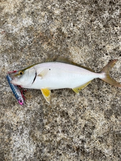 ネリゴの釣果