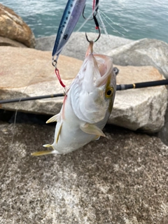 ネリゴの釣果