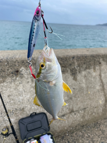 ネリゴの釣果