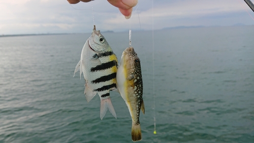 オヤビッチャの釣果