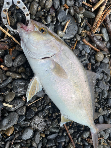 ショゴの釣果