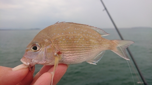 タイの釣果