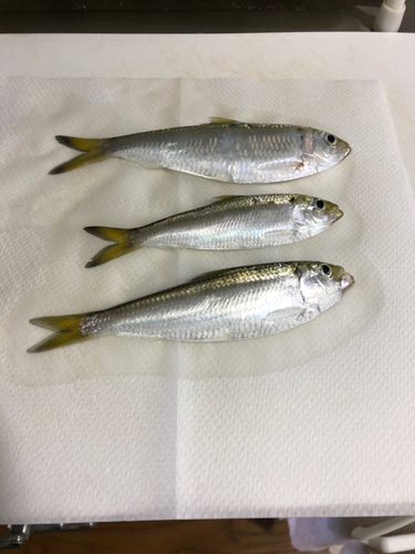 サッパの釣果