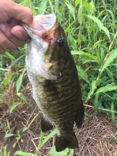 スモールマウスバスの釣果