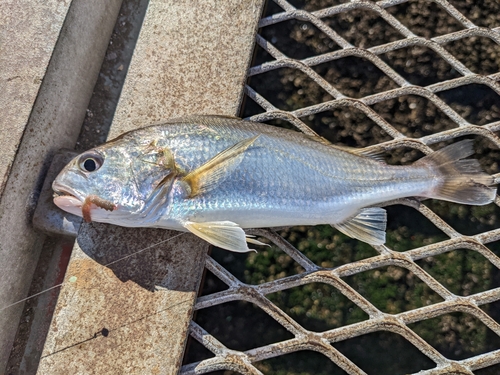 イシモチの釣果