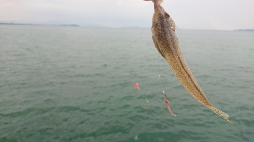 メゴチの釣果