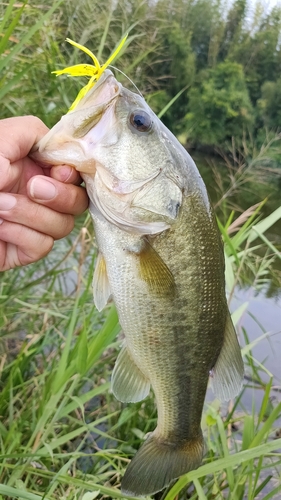 ブラックバスの釣果