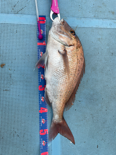 マダイの釣果