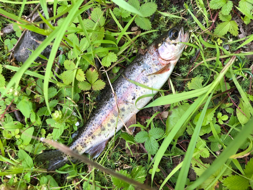 ニジマスの釣果