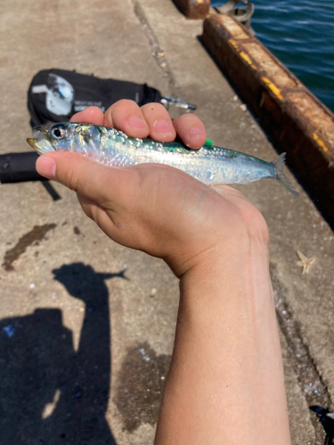 マイワシの釣果