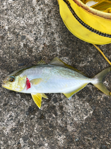 カンパチの釣果