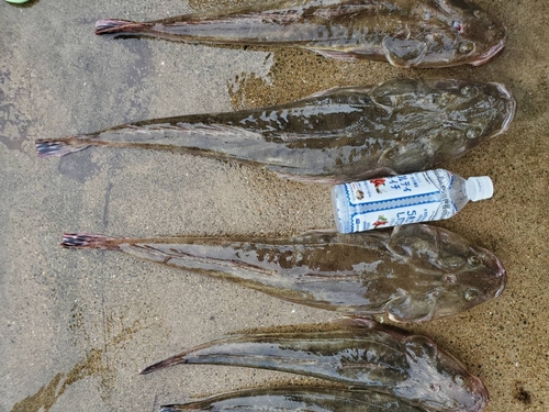 マゴチの釣果