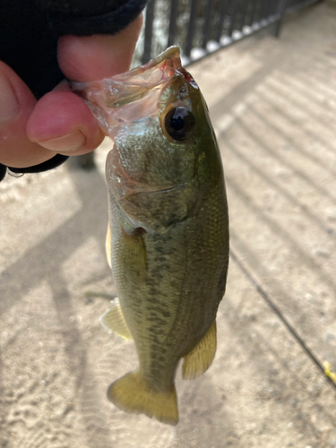 ラージマウスバスの釣果