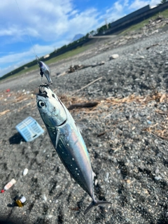 ソウダガツオの釣果