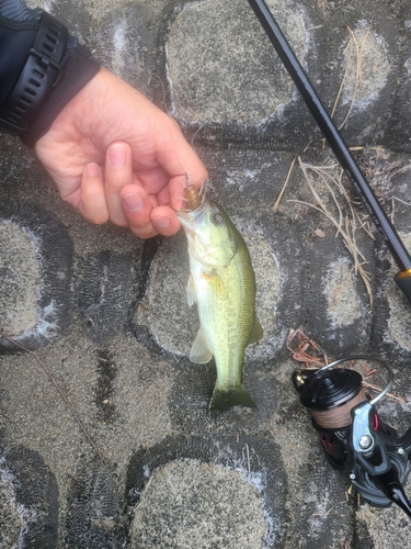 ラージマウスバスの釣果