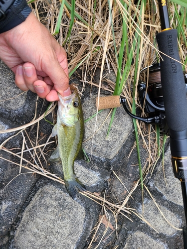 ラージマウスバスの釣果