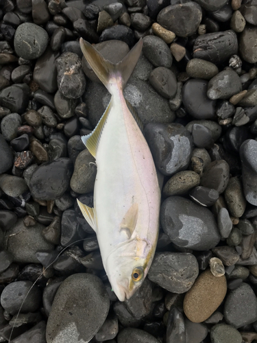 ショゴの釣果