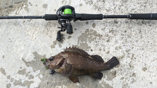 エゾメバルの釣果