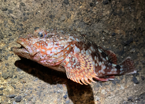 カサゴの釣果