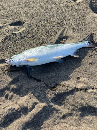 カラフトマスの釣果