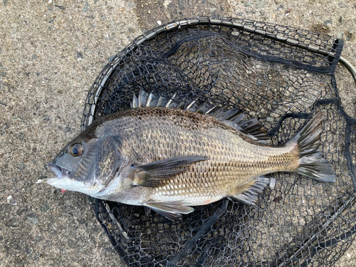 チヌの釣果