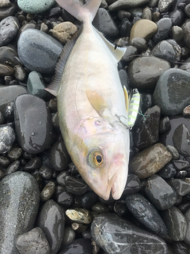 ショゴの釣果