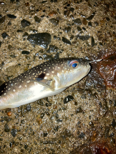 フグの釣果