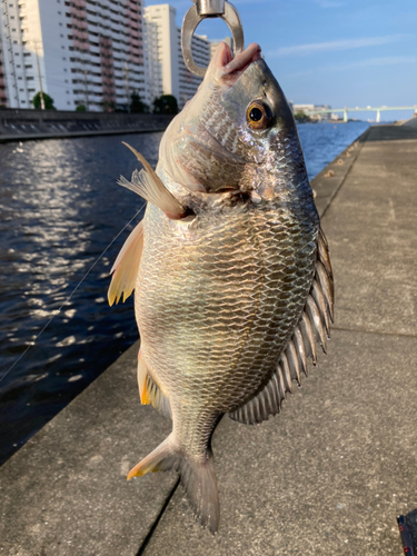 キビレの釣果