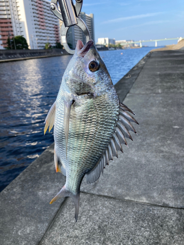 キビレの釣果