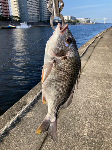 キビレの釣果