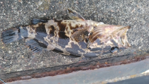 タケノコメバルの釣果